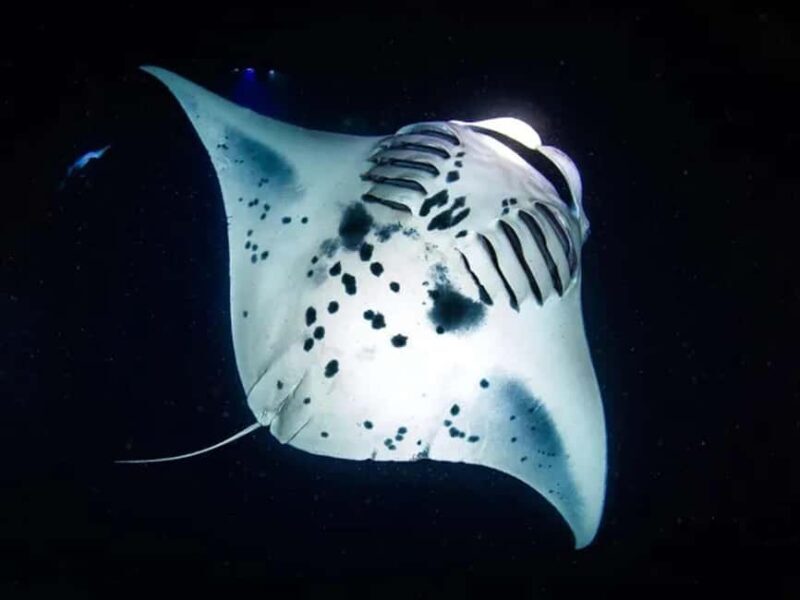 Kona: Manta Ray Night Snorkel Adventure - The Equipment and Safety Focus