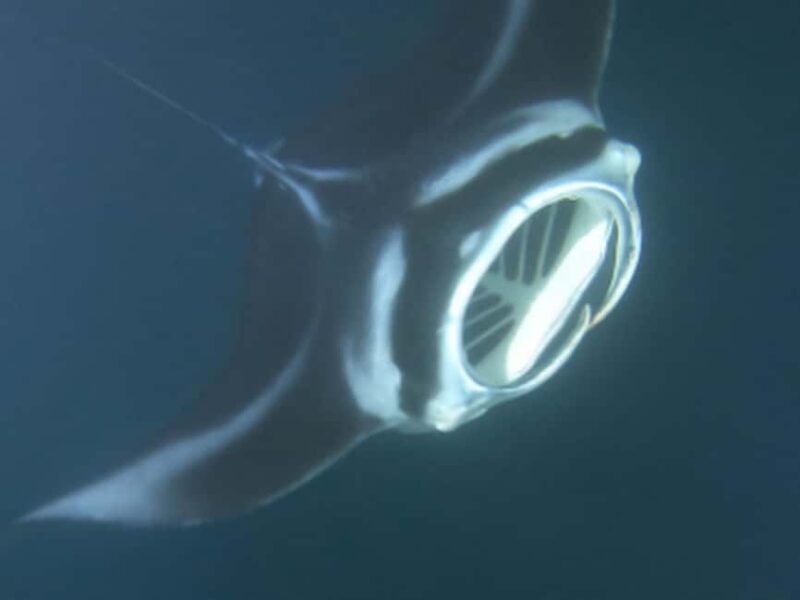 Kona: Manta Ray Night Snorkel Adventure - Real Reviews in Brief