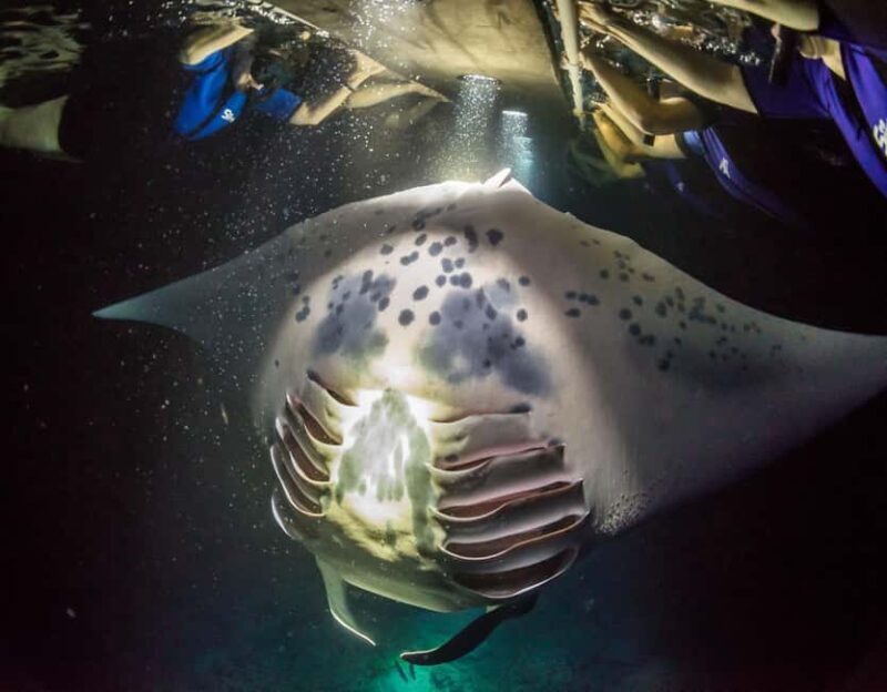 Kona Manta Ray Night Snorkel (Manta Guarantee Policy) - Key Points