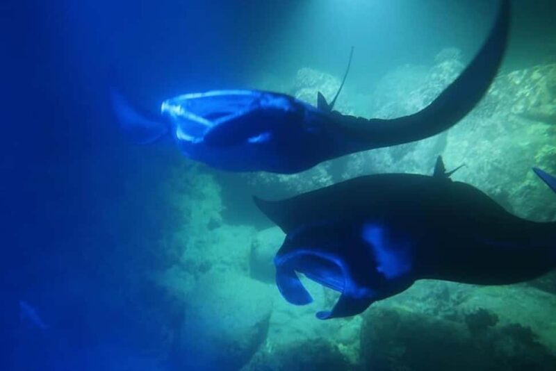 Kona Manta Ray Night Snorkel (Manta Guarantee Policy) - An Overview of the Experience