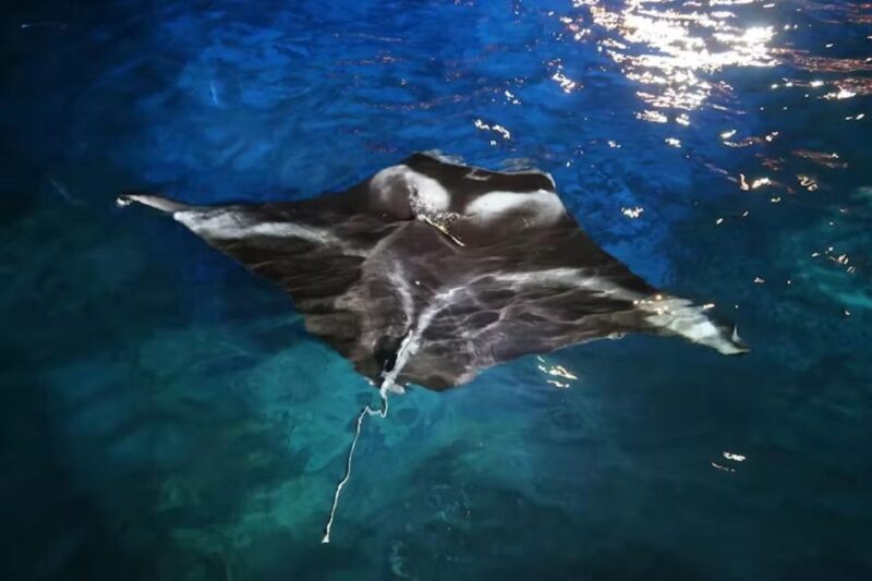 Kona Manta Ray Night Snorkel (Manta Guarantee Policy) - Final Thoughts