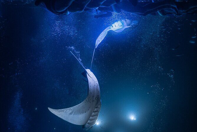 Kona Night Manta Snorkel Tour - Who Should Consider This Tour?