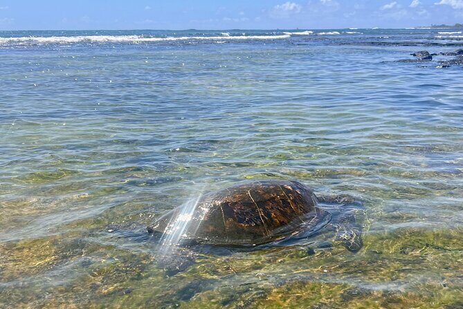 Kona Port: Private History & Farmer's Market Excursion - Practical Details