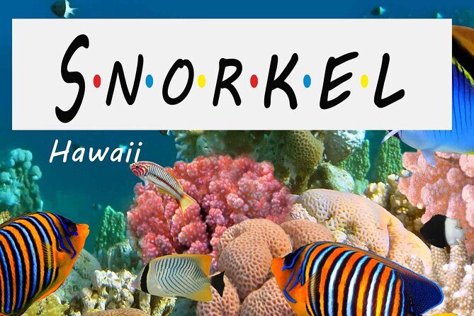 Kona Shore Excursion: Wild Dolphin Reefs Snorkel and Sea Caves - An In-Depth Look at the Kona Wild Dolphin Reefs Snorkel Tour