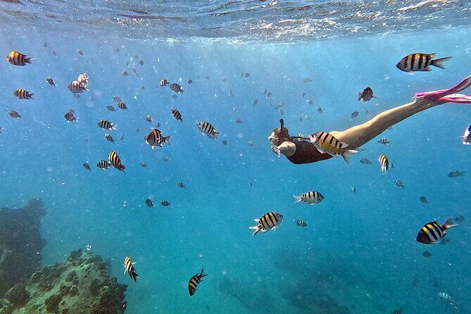 Kona Snorkeling Adventure Open Charter - The Experience: An Underwater Journey in the Heart of Kona