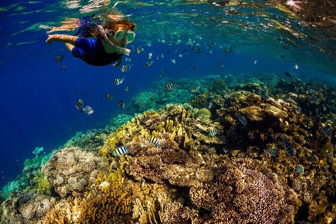 Kona Snorkeling Gear Rental Dive Into Adventure - The Experience: What You Can Expect