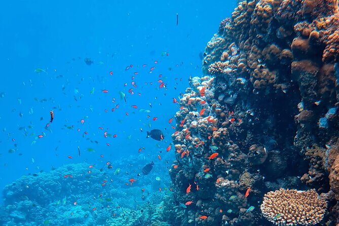 Kona Snorkeling Gear Rental Dive Into Adventure - The Breakdown: A Detailed Look at the Experience