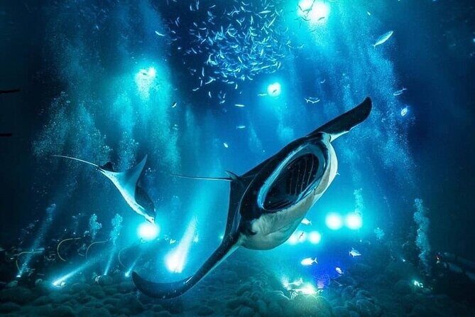 Kona Town Manta Sunset Snorkel - Key Points