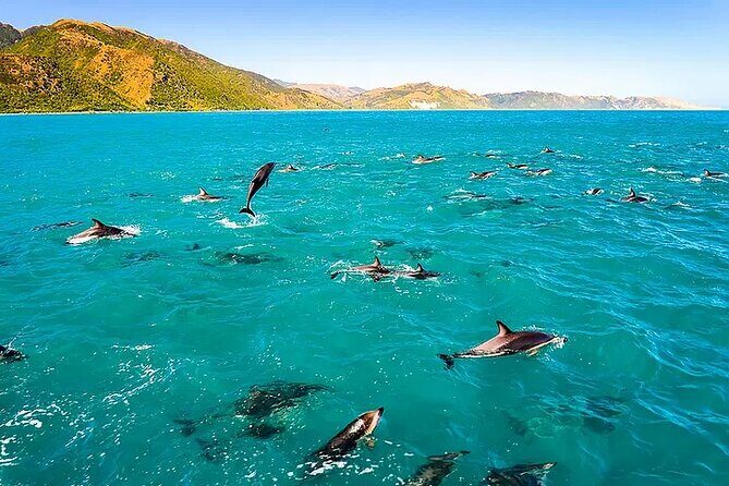 Kona Wild Dolphin, Sea Cave & Captain Cook Reef Snorkel Adventure - An In-Depth Look at the Kona Wild Dolphin & Snorkel Tour