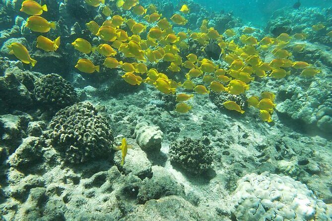 Kona's Deluxe Snorkel - Snorkel Captain Cook and Place of Refuge - An In-Depth Look at the Tour