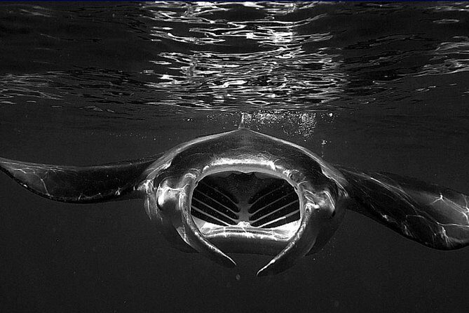 Kona's Magical Manta Ray Night Snorkel: Small-Group Eco-Tour - An In-Depth Look at the Tour Experience