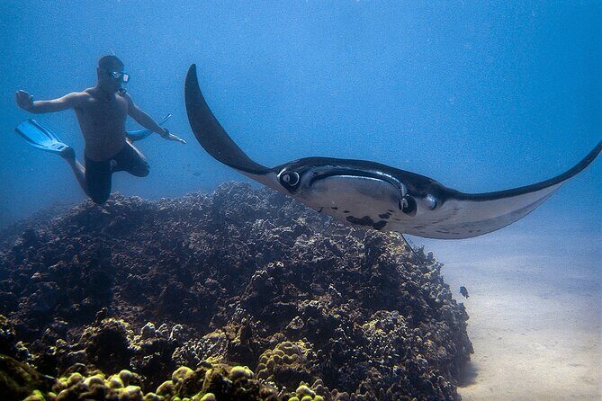 Kona's Magical Manta Ray Night Snorkel: Small-Group Eco-Tour - FAQs