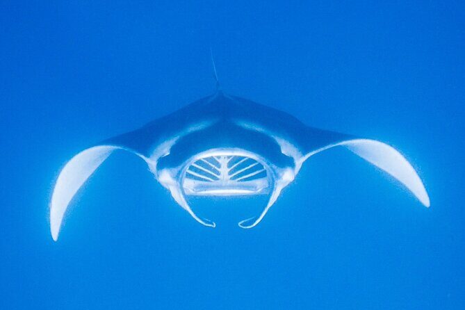 Kona's Magical Manta Ray Night Snorkel: Small-Group Eco-Tour - Final Word