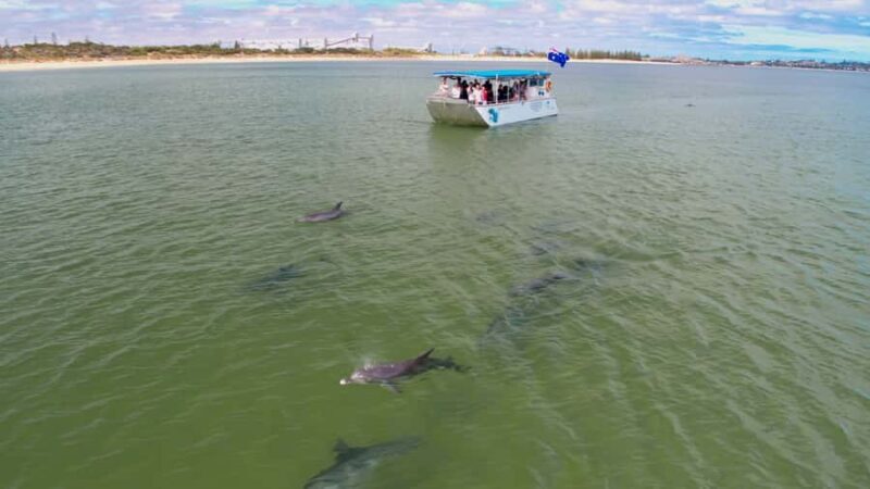 Koombana Bay: Dolphin Eco Cruise - A Detailed Look at the Koombana Bay Dolphin Eco Cruise