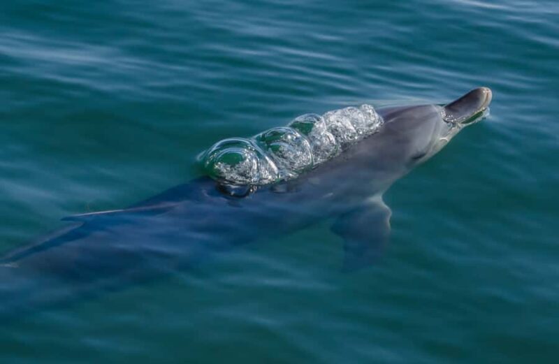 Koombana Bay: Dolphin Eco Cruise - Who Will Love This Tour?