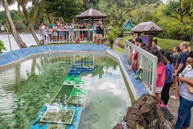 Koror City Tour - Exploring the Heart of Koror: What the Tour Offers