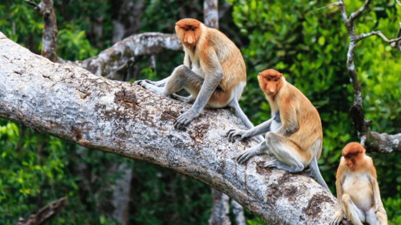 Kota Kinabalu : Fireflies & Sky Mirror Dream Beach Bongawan - Who Should Consider This Tour?