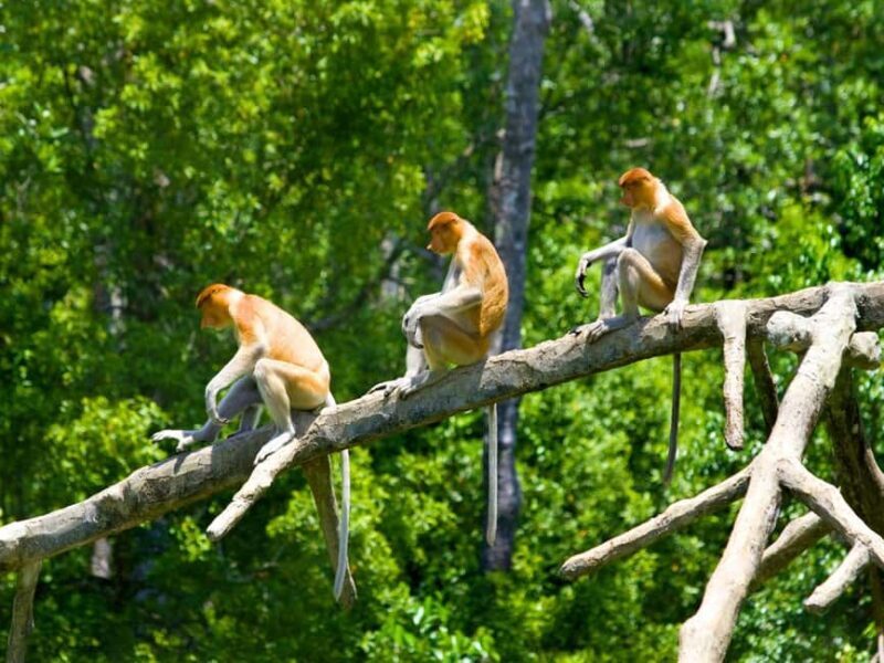 Kota Kinabalu: Klias River Cruise with Dinner and Fireflies - Practical Tips