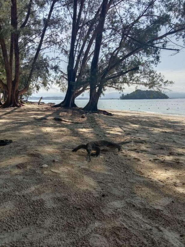 Kota Kinabalu: Manukan & Sapi Islands Snorkeling with Lunch - The Practical Side