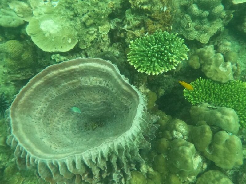 Krabi: 4 Islands & Krabi's Separated Sea Longtail Boat Tour - Who Will Enjoy This Tour?