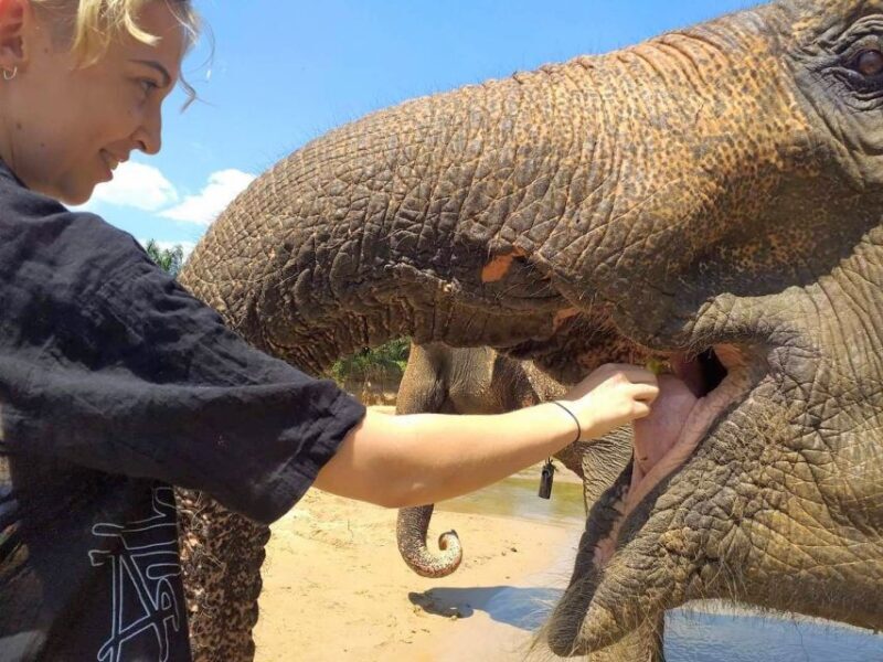 Krabi: Elephant Care House Guided Tour with Hotel Transfers - Introduction: What Makes This Tour Stand Out?