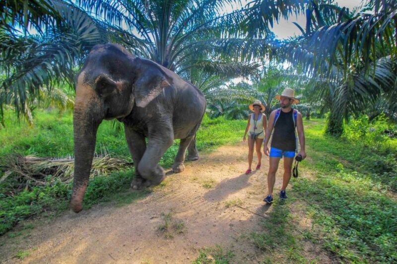 Krabi: Elephant Care House Guided Tour with Hotel Transfers - FAQ