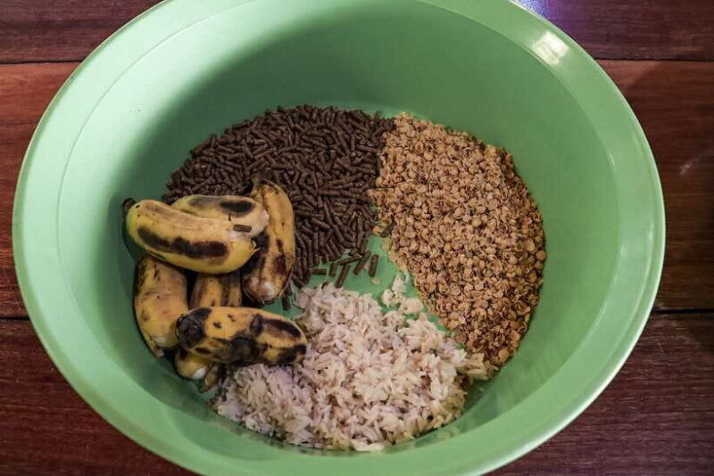 Krabi: Elephant Feeding Program - Frequently Asked Questions