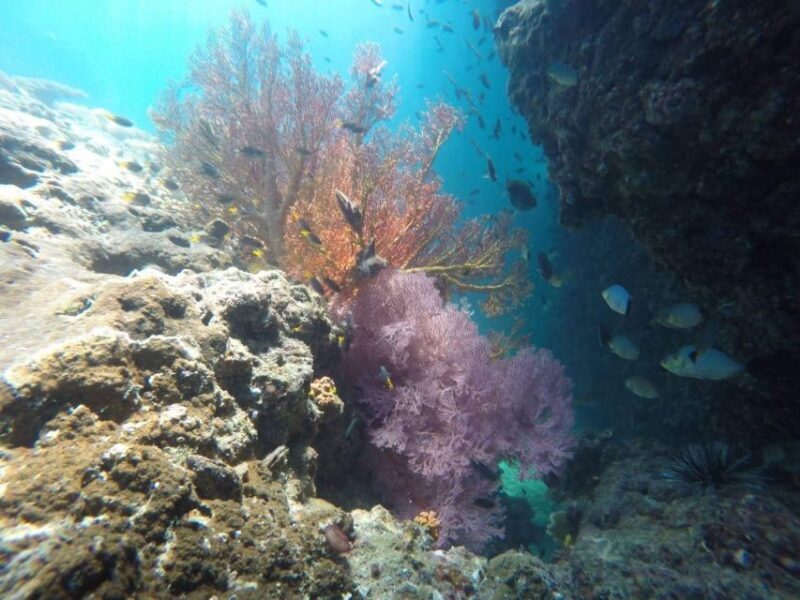 Krabi: Freediving and Snorkeling at Yawasam and Talu Island - FAQ