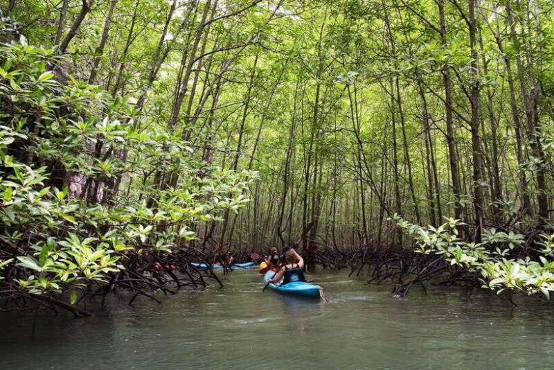 Krabi: Golden Hour Kayaking in Din Daeng's Mangrove Maze - An In-Depth Look at Krabi’s Sunset Kayaking Adventure
