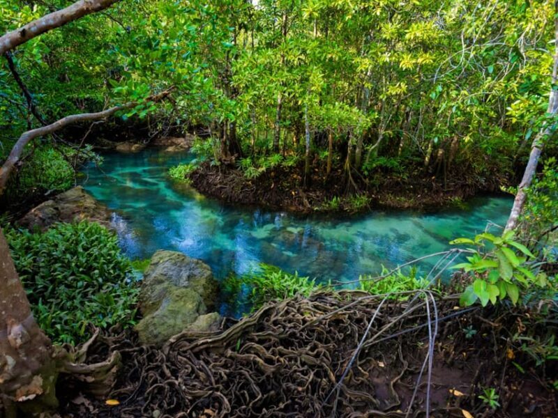 Krabi: Kayaking, Crystal Lagoon, and Fish Spa in Klong Root - The Sum Up