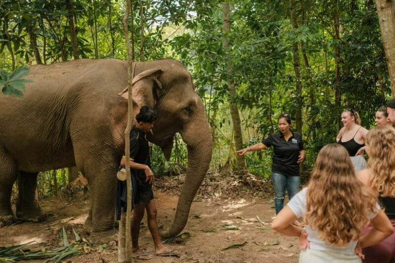 Krabi: Love Elephant Sanctuary Tour - A Genuine Look at the Krabi Elephant Sanctuary Experience