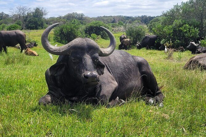 Kragga Kamma Game Drive and Scenic Coastal Tour in Port Elizabeth - A Complete Overview of the Kragga Kamma Game Drive and Coastal Tour in Port Elizabeth