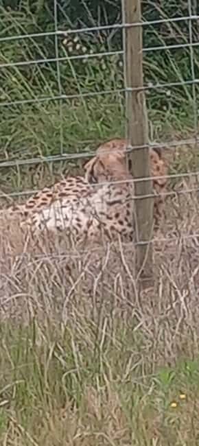 KRAGGA KAMMA GAME PARK - Introduction: A Closer Look at Kragga Kamma Game Park Tour