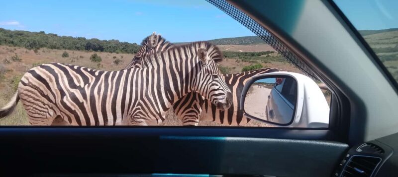 KRAGGA KAMMA GAME PARK - The Experience Itself: A Balanced Perspective