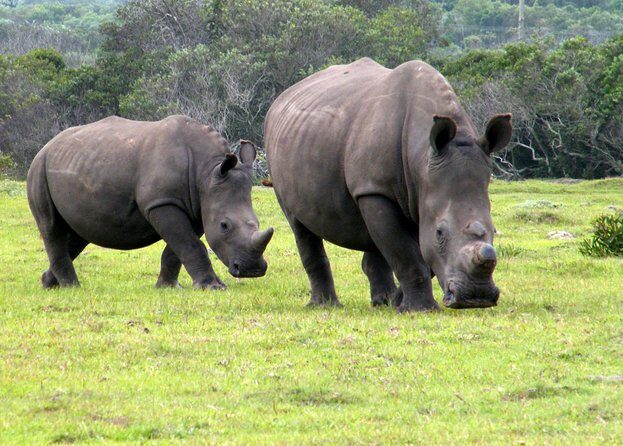 Kragga Kamma Game Park from Port Elizabeth - An Overview of the Kragga Kamma Experience