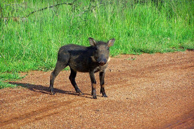 Kragga Kamma Game Park from Port Elizabeth - The Itinerary in Detail