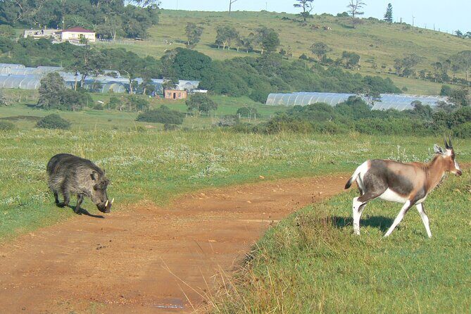 Kragga Kamma Game Park from Port Elizabeth - What Reviewers Say: Authentic Voices