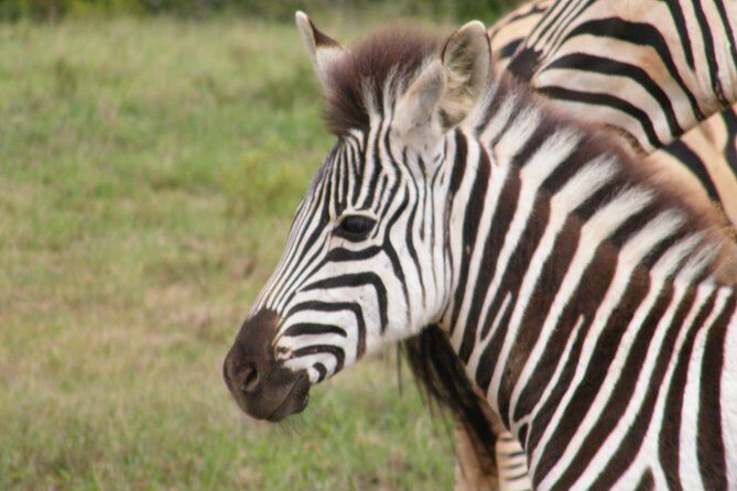 Kragga Kamma Game Park from Port Elizabeth - Who Is This Tour Best For?