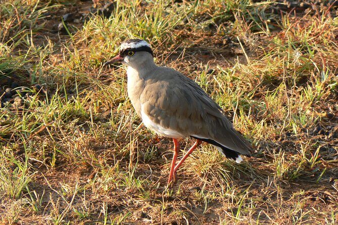 Kragga Kamma Game Park from Port Elizabeth - The Sum Up: Is It Worth It?