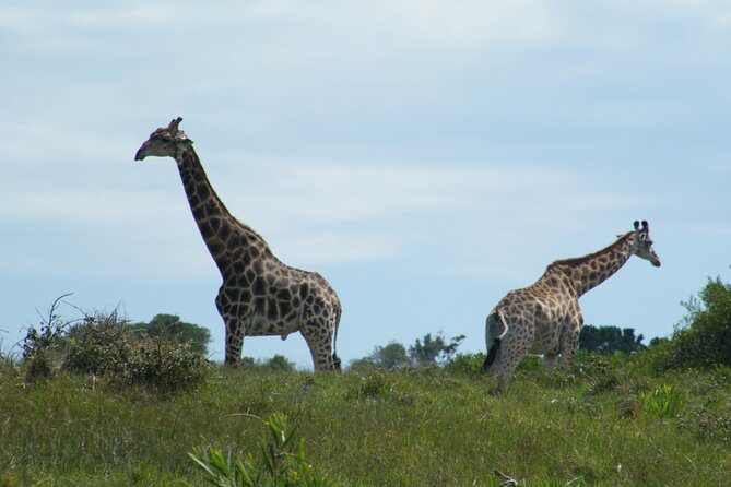 Kragga Kamma Game Park from Port Elizabeth - FAQ