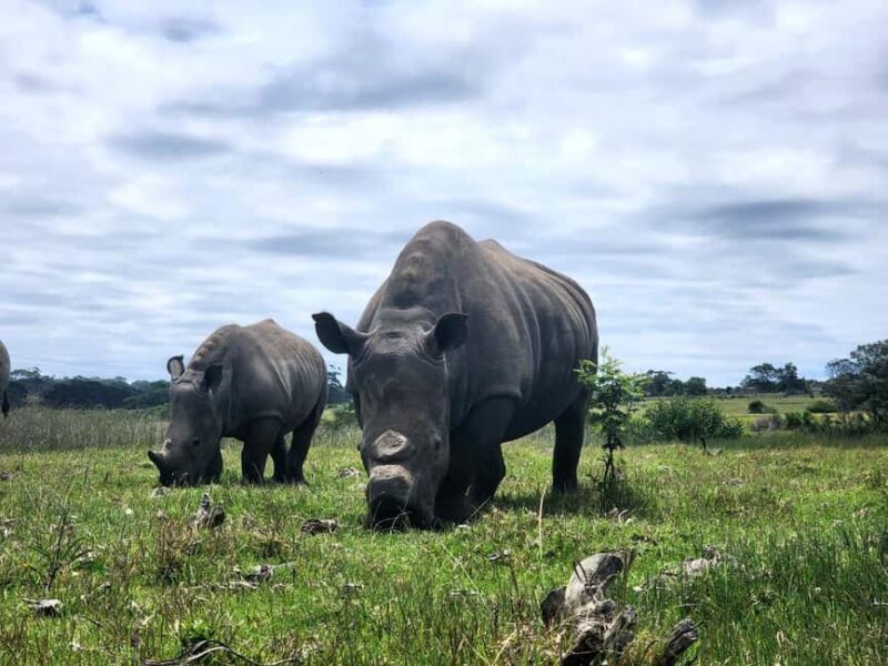 Kragga Kamma Game Park Half Day Safari - An Honest Look at Kragga Kamma Safari
