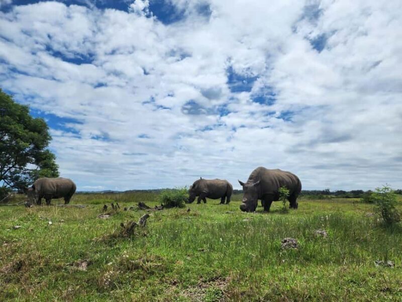 Kragga Kamma Game Park Half Day Safari - The Experience in Context