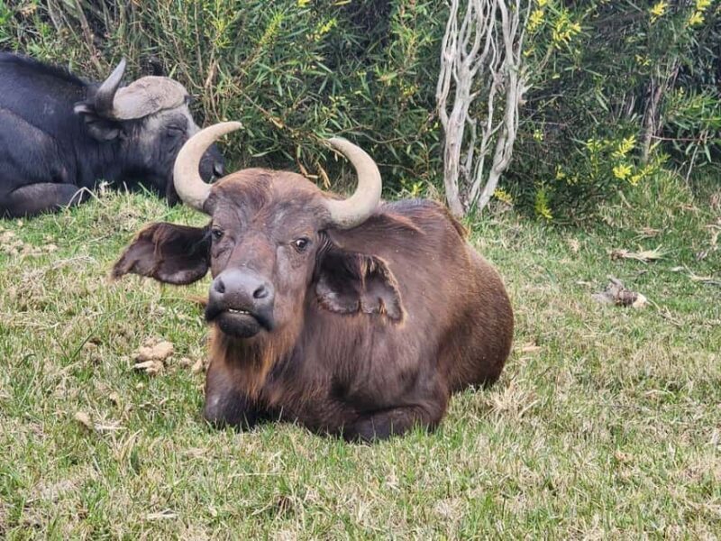Kragga Kamma Game Park Half Day Safari - The Sum Up