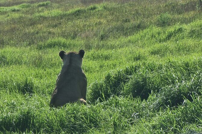 Kragga Kamma Game Park Safari Guided Tour in Port Elizabeth - Practical Details and Booking Tips
