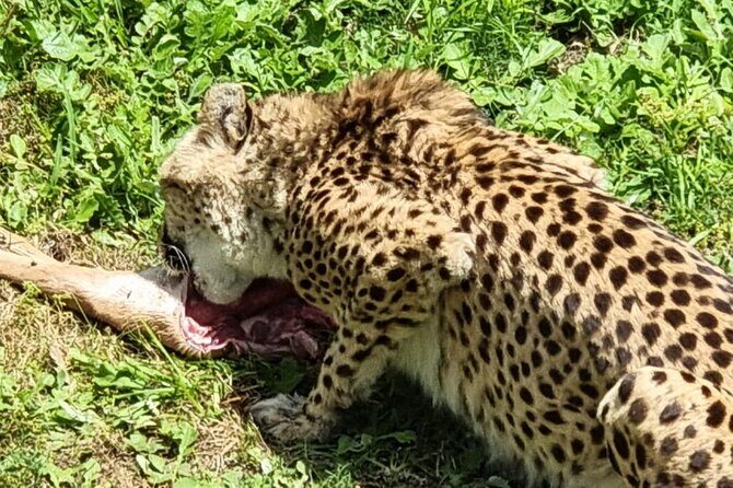 Kragga Kamma Game Park Safari Guided Tour in Port Elizabeth - Final Thoughts: Who Is This Tour For?