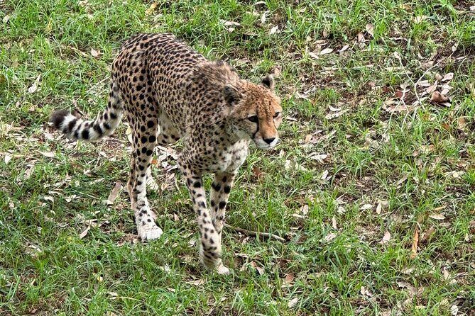 Kragga Kamma Game Park Safari Guided Tour in Port Elizabeth - FAQ