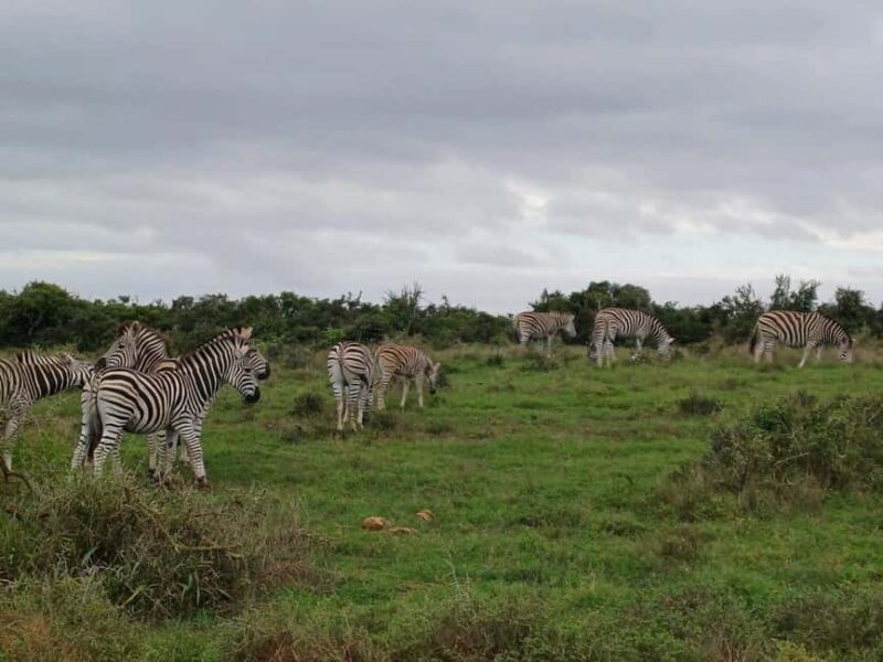 Kragga Kamma Game Park - Kragga Kamma Game Park: An Up-Close Safari Near Port Elizabeth
