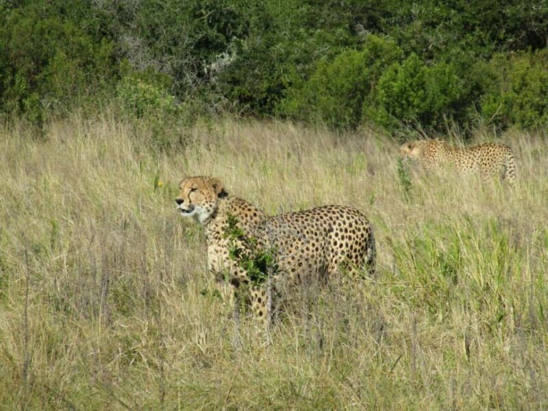 Kragga Kamma Game Park - The Value of the Tour
