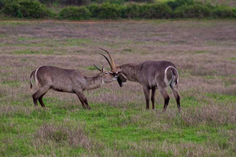 Kragga Kamma Game Park - The Small Size, Big Rewards