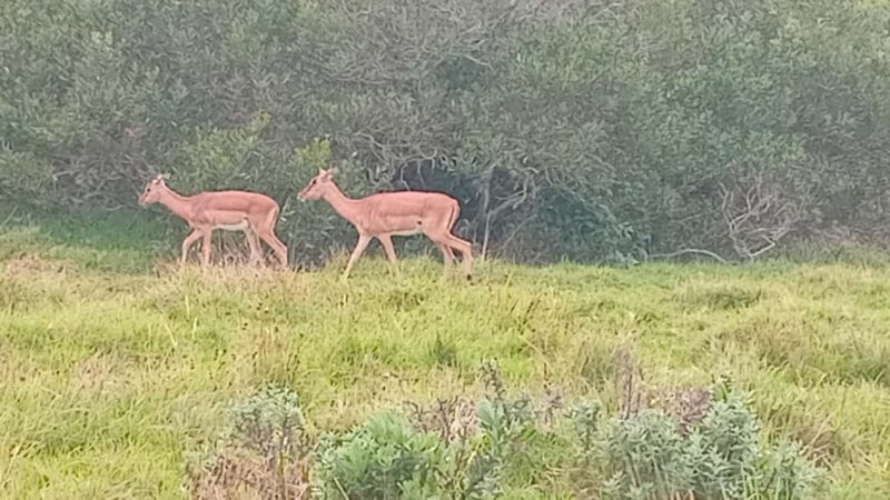 Kragga Kamma Game Park - Who Should Consider This Tour?